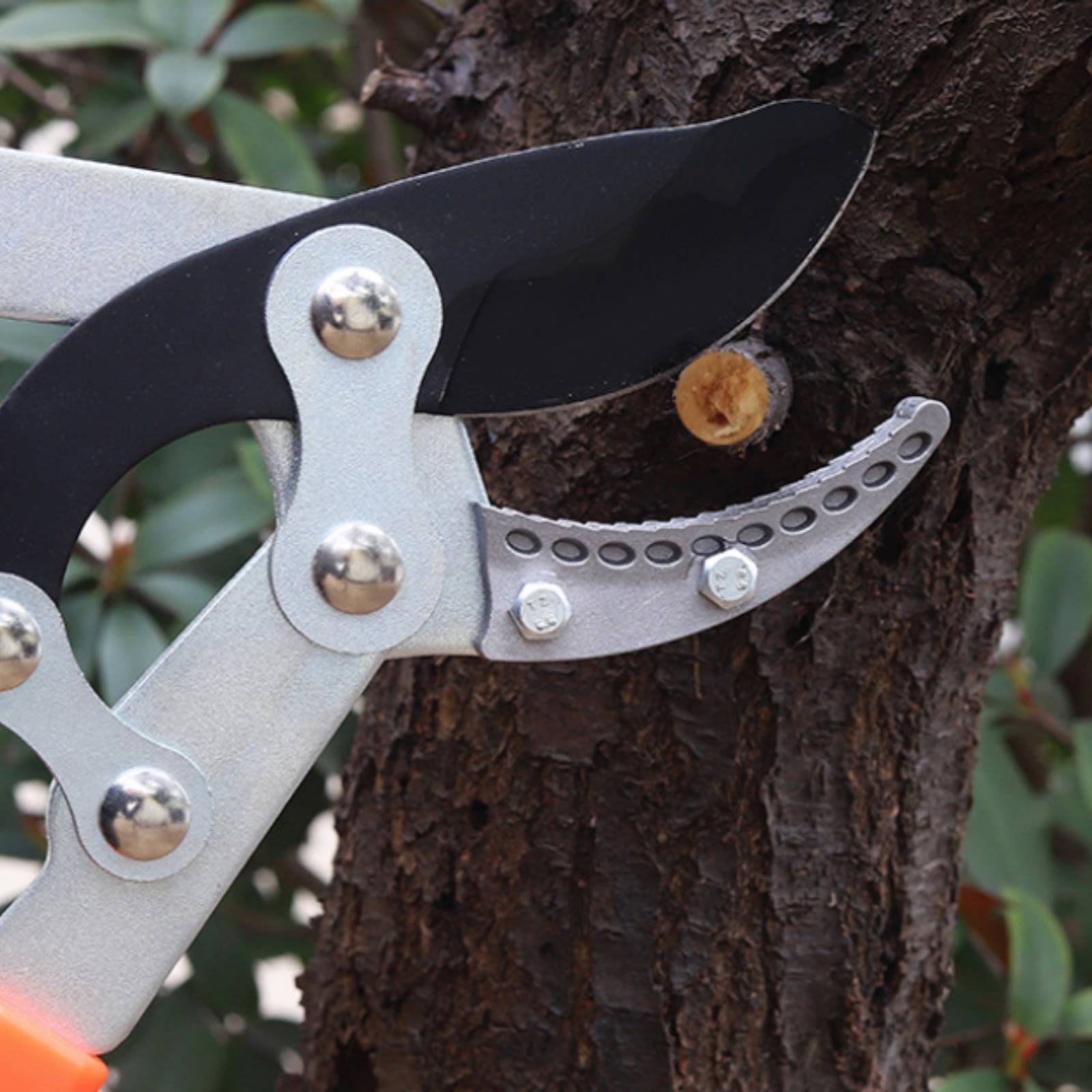 Forbici Telescopiche per Potat - Gardening Tools recensione e prezzo